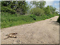 Roadkill in North Fen Drove