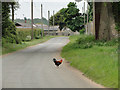 TL8569 : Bantam cock crossing the road by Adrian S Pye