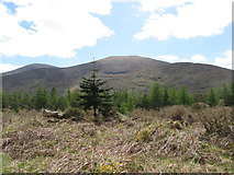 J3531 : Cut-over forest on the summit of Curraghard by Eric Jones