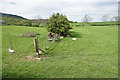 Sheep above Swainby