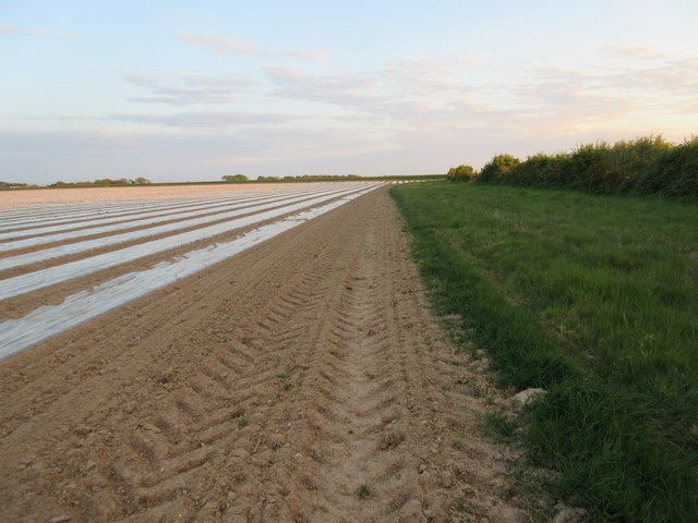 Field of polythene strips
