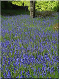 SK2479 : Bluebells near Rough Wood by Neil Theasby
