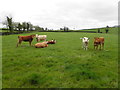 H7348 : Cows, Lismulladown by Kenneth  Allen