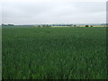 SK2505 : Crop field, Shuttington by JThomas