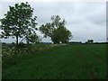 Crop field and hedgerow