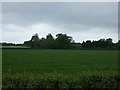 Crop field off Watery Lane