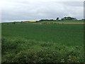 TA1276 : Crop field off National Cycle Route 1 by JThomas