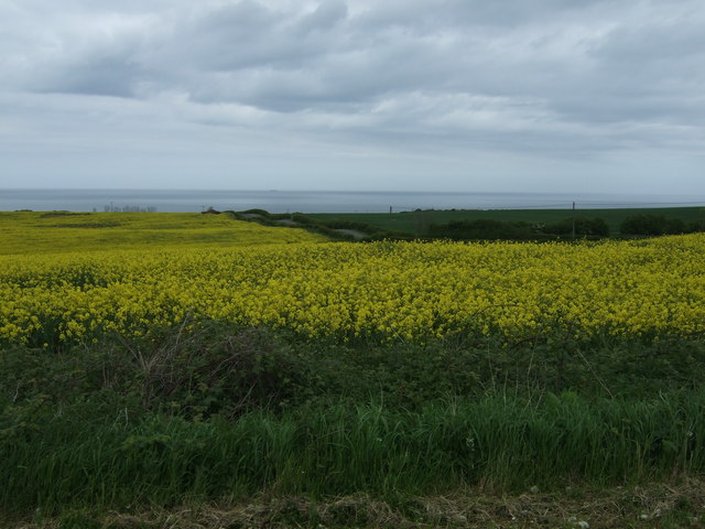 Oilseed rape crop towards the sea