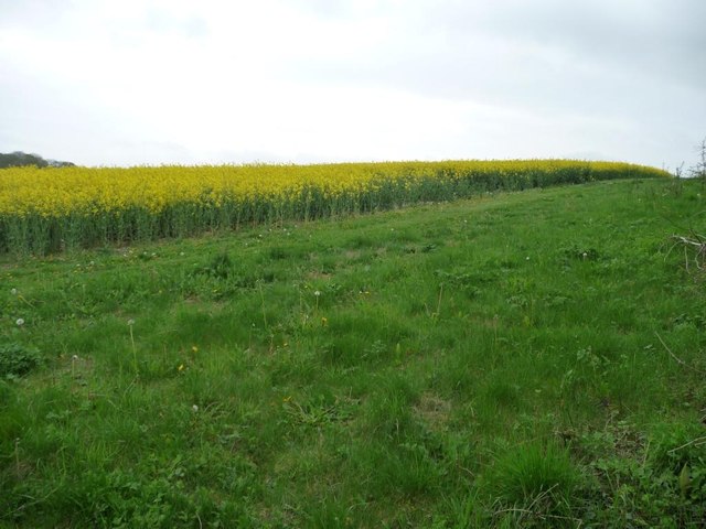Uncultivated margin of an oilseed rape field