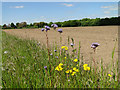 Flowers at the field