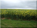 Oilseed rape crop off Tinsel Lane