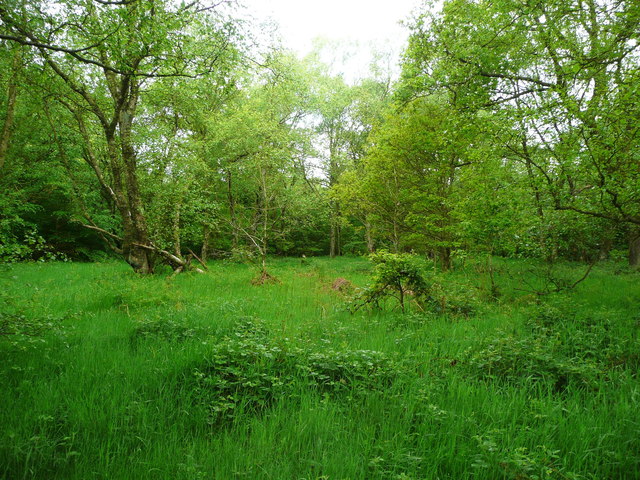 Grassy glade in Jagger Park Wood, North Bierley