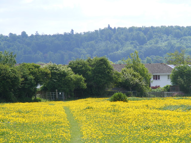 Footpath defined by buttercups