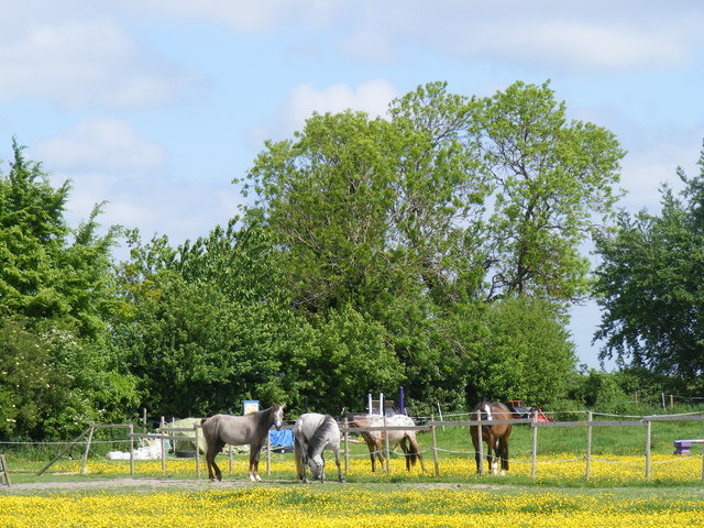 Horse grazing area at Icknield Way, Tring