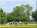 Horse grazing area at Icknield Way, Tring