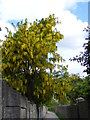 Laburnum near Station Road, Tring