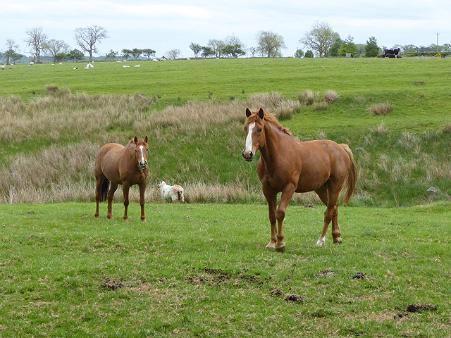 Two horses at Middleton South