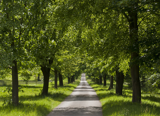 The tree lined avenue to Rode Hall
