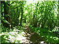 Path through woodland on Lodge Lees Down