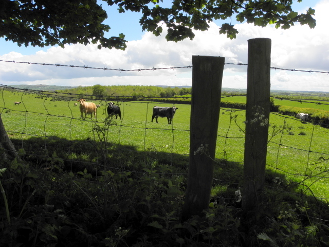 Cows behind a wire fence, Bracky