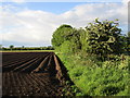 Potato ridges in the evening sun