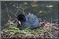 TQ3296 : Young Coot, New River Loop, Church Street, Enfield by Christine Matthews