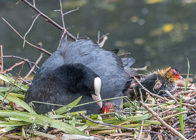 Coot Family, New River Loop, Church Street, Enfield
