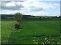 Hedgerow and fields, Hallgarth