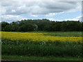 NZ3348 : Oilseed rape crop and woodland by JThomas