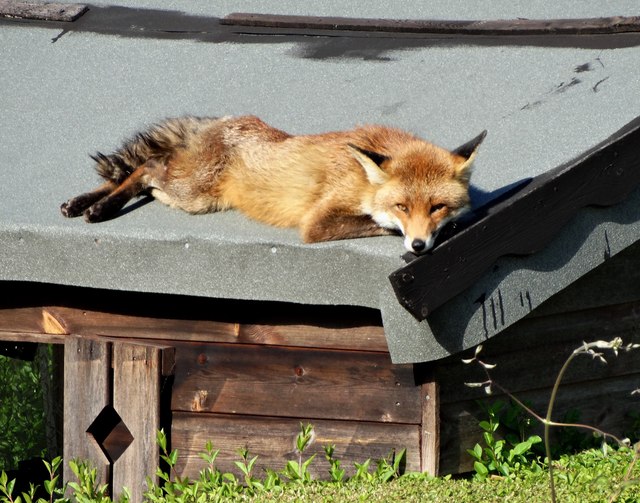 Fox on a Hot Shed Roof - Number 1