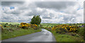 Gorse by the bend at Wood Acre