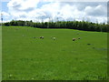 Grazing near Middle Haining Farm