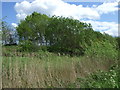 Woodland, Rainton Meadows Nature Reserve