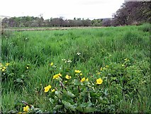 NY7145 : Wet meadow near River South Tyne by Andrew Curtis