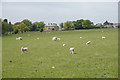 NZ4903 : Sheep near Faceby Manor by Bill Boaden