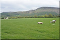 NZ4903 : Sheep near Faceby by Bill Boaden