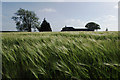 Ears of Barley Catching the Sunlight in the Wind