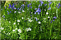 NS3303 : Bluebells and Stitchwort at Auchalton by Mary and Angus Hogg