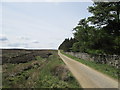 Track across Witton Moor.