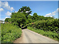 High roadside hedges near Baylham Common