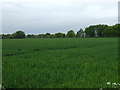 Crop field off Kirkby Lane