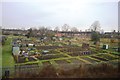 Allotments, Saltisford Common