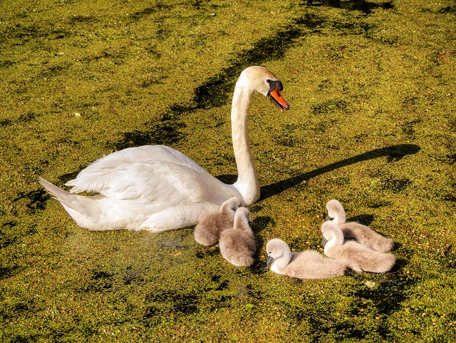 Single Father with Cygnets