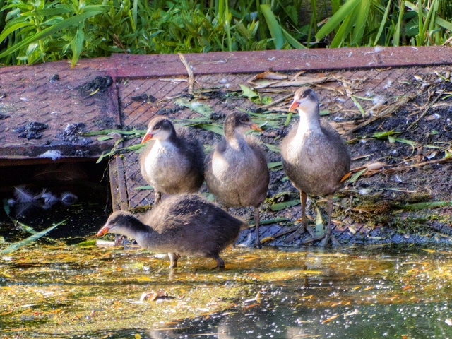 Young Coots, Manchester, Bolton and Bury Canal at Radcliffe