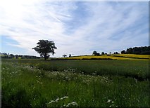 TL1522 : Farmland near Breachwood Green by Bikeboy