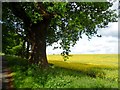 Oak tree and oilseed rape