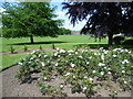 Rose bed in Faversham Recreation Ground