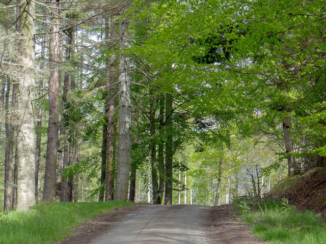 Forestry road in the Contin Forest