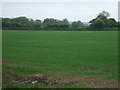 Crop field off Orton Lane