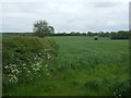 Crop field and hedgerow